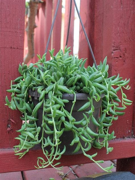 15 Hanging Succulents That Look Would Adorable In Your Home Gardening