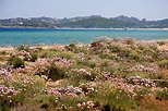 Vegetação mediterrânea imagem de stock. Imagem de alegria - 11689793