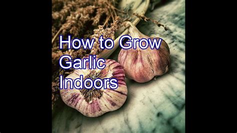 How To Grow Garlic Indoors Youtube