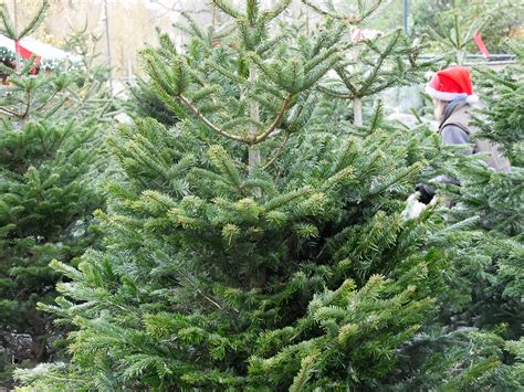 Nordmann Fir Real Christmas Tree 12ft Pines And Needles