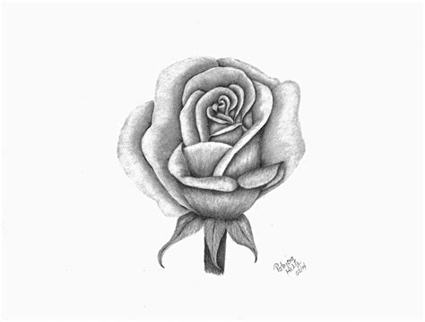 A Single Rose Drawing By Patricia Hiltz Pixels