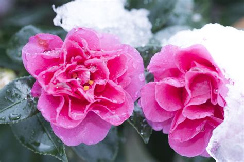 Winter Camellia Camellia Sasanqua Known As Winter Camellia Is A
