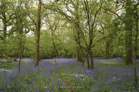 Dorset Bluebell Woods Photos Of Woodland Bluebells