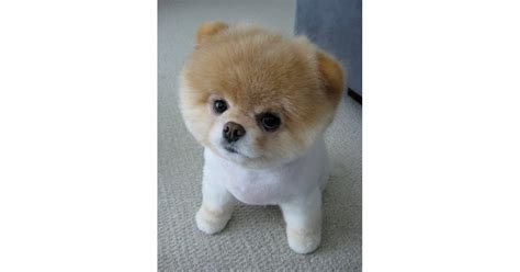 Strike A Pose Pictures Of Boo The Cute Pomeranian Popsugar Pets Photo 5