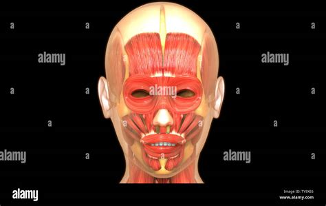 Anatomía Los Músculos Del Cuerpo Humano Fotografía De Stock Alamy