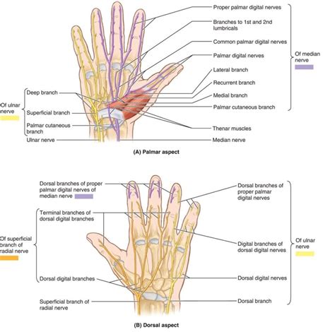 Hand Nerves Diagram Anatomy System Human Body Anatomy Diagram And Sexiezpix Web Porn