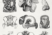 76 Vintage Anatomy Illustrations - Tom Chalky