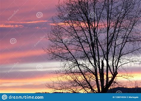 Leafless Cottonwood Tree Against A North Idaho Springtime Sunset Stock