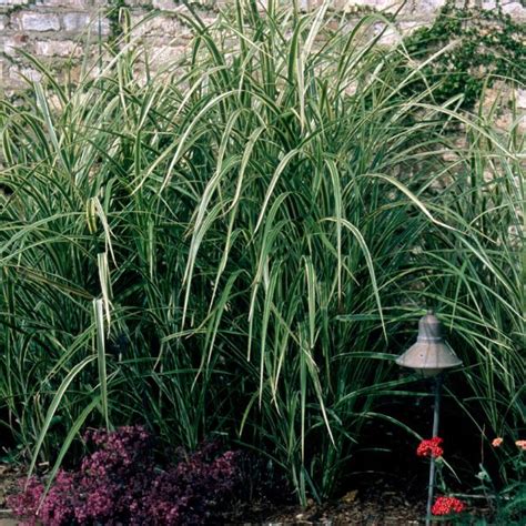 Colorful Variegated Japanese Silver Grass Miscanthus Sinensis