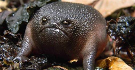 10 Of The Coolest Frogs And Toads In The World Bored Panda