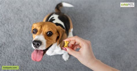 Dog Training Techniques Positive Reinforcement Vs Punishment Kobi Pets
