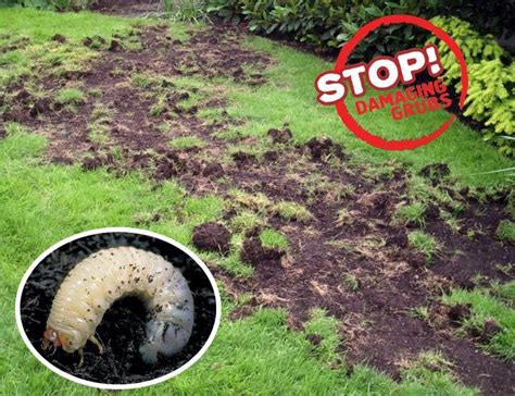 How To Reseed A Lawn Following Grub Damage