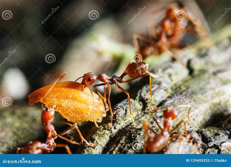 Red Ants Eating Food On Tree Stock Image Image Of Insect Eating