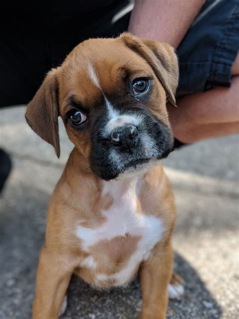 63 Boxer Puppies To Buy Picture Bleumoonproductions