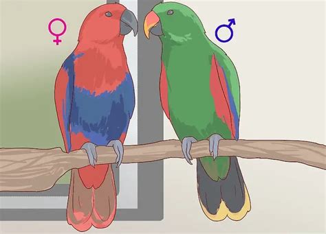 How To Know The Sex Of A Parrot African Parrot Grey Health Diet