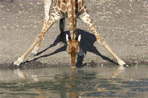 Giraffe hat ein recht ungewöhnliches Aussehen Tiernah