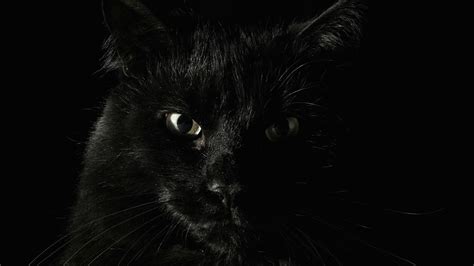 Full Hd Wallpaper Black Cat Angry Desktop Backgrounds Hd