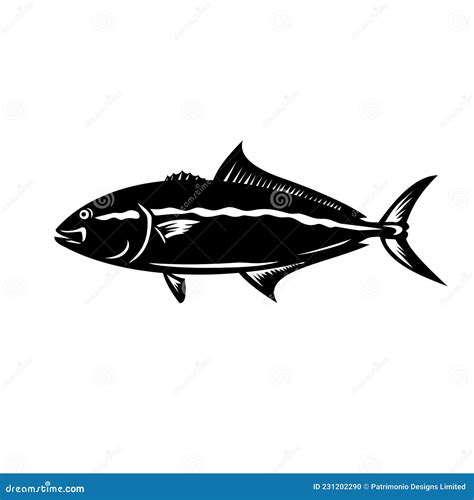 Greater Amberjack Seriola Dumerili Medregal Coronado Allied Kingfish
