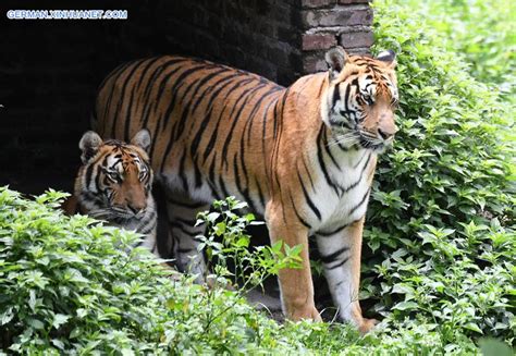 In Bildern Südchinesische Tiger Im Naturschutzgebiet Meihua Gebirge