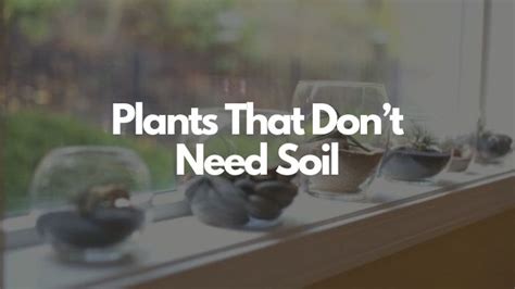 8 Plants That Dont Need Soil