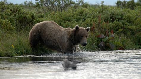 Brown Bears - Alaska Walrus & Wildlife Tours