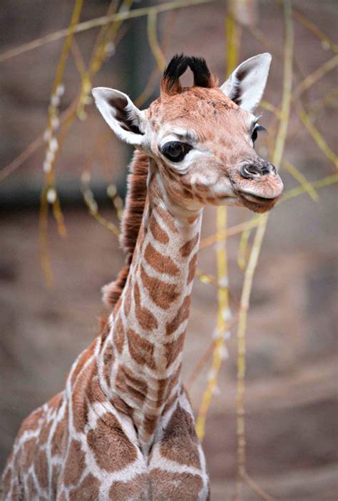Rare Rothschilds Giraffe Born At Chester Zoo Zooborns