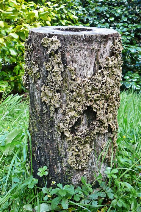 Tree Stump At Glendurgan Tim Green Flickr