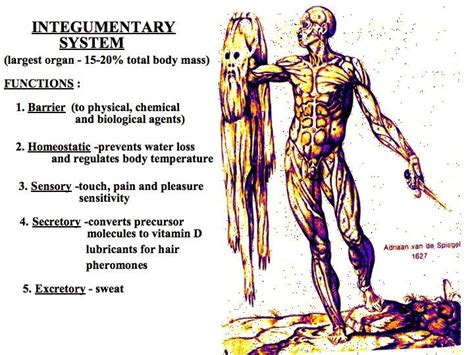 Integumentary System Skin Integumentary System Basic Anatomy And