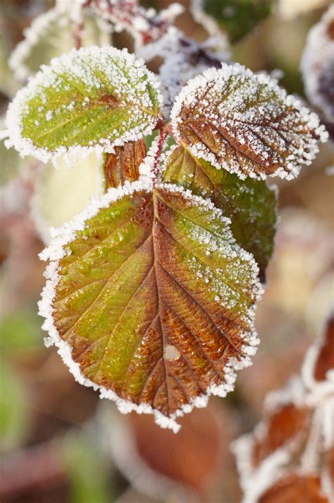 Frost Ice Leaves Fall Foliage Free Stock Photo Public Domain Pictures