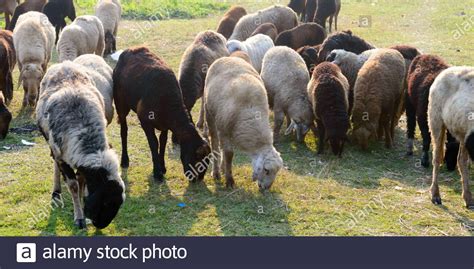 Flock Of Domestic Sheep Ewe Lamb Ram Ovis Aries Species Genus