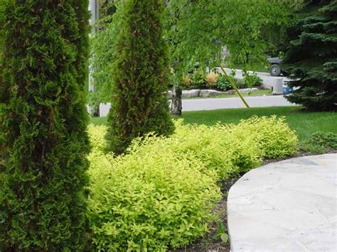 I live in zone 5 some of your ideas don't work. Goldmound Spirea | Zone 4 | Planting locations could ...