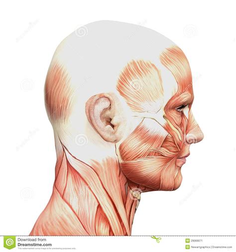 From wikipedia, the free encyclopedia. Athletic Male Human Anatomy And Muscles Stock Image - Image: 29069071
