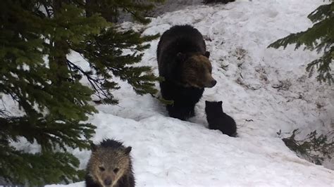 Watch Camera Captures Idaho Grizzly Bear And Her Cubs Emerging From