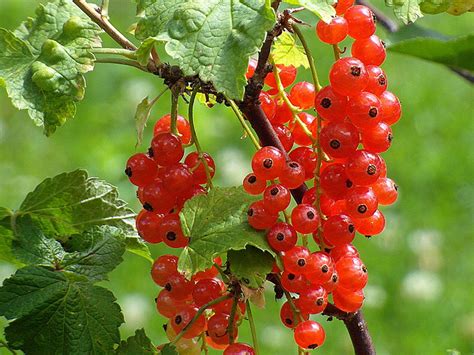 Currants Berries For Africa