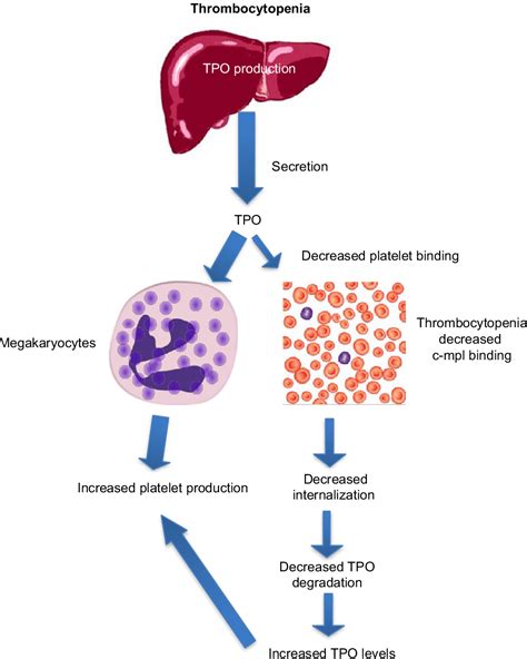 Pathophysiology Of Chronic Liver Disease