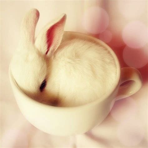 Teacup Bunny Cute Animal Pictures Cute Animals Bunny