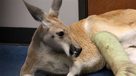 Exotic Animal Vet Photos Dr T Lone Star Vet National Geographic