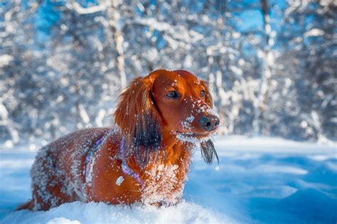 Suchen nach dem besten hintergrundbild? Winterbilder Tiere Als Hintergrundbild / Hd Winter ...