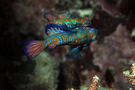 9 Cutest Fish Species That Will Captivate Your Heart Ocean Info