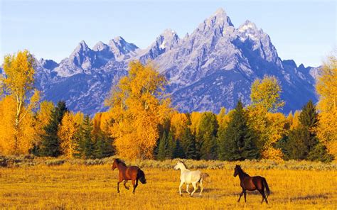 Horses In Autumn Forest Wallpaper Nature And Landscape