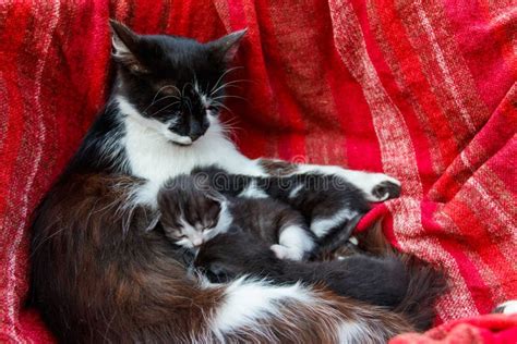 Cat Nursing Her Kittens Stock Image Image Of Love Born 154787699