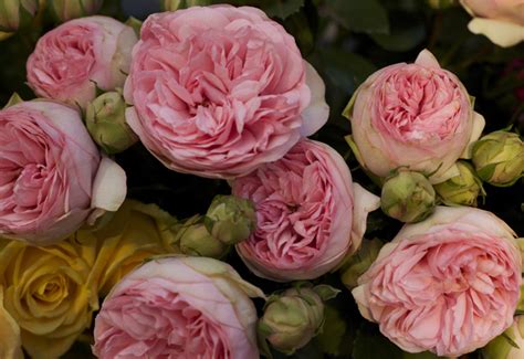 Garden Roses By Alexandra Farms Flirty Fleurs The Florist Blog