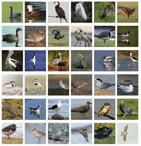 New Zealands Best Bird Photographer Te Papas Blog