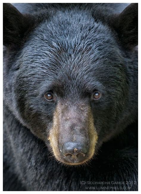 Photograph Black Bear Portrait By Siddhardha Garige On 500px Black