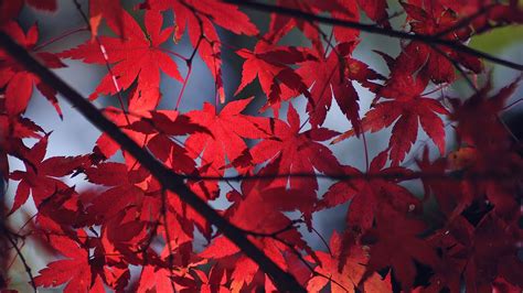 Free Download Red Autumn Leaves Wallpapers Wallpaper High Definition