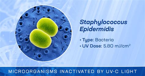 Staphylococcus Epidermidis Is Inactivated By Germicidal Uv C Light