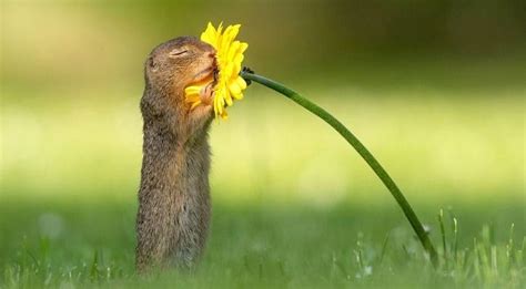 Unusual flowers amazing flowers my flower beautiful flowers dahlia flower beautiful beautiful colorful flowers cactus flower tropical flowers. Photo Of A Squirrel Smelling A Flower Is Simply Amazing ...