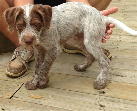 It became a leading gun dog in germany in the later part of the 20th century. Pin by Adeline Judd on Doggy the dog | German wirehaired ...
