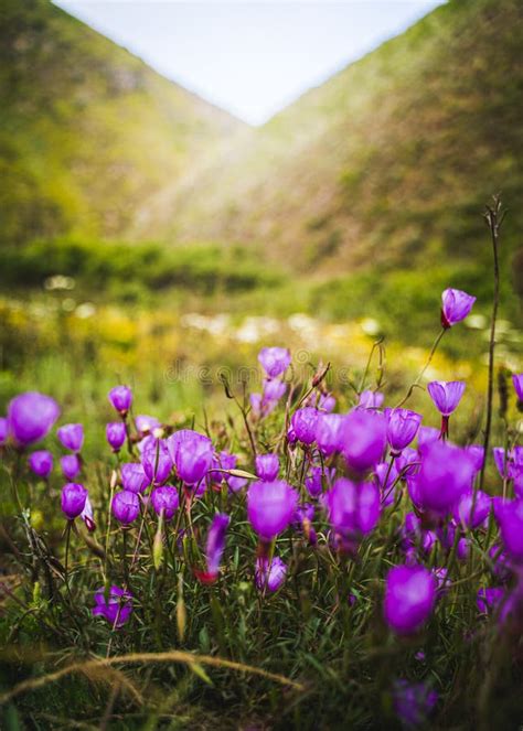Vertical Shot Of Beautiful Purple Flowers With High Rocky Mountains In