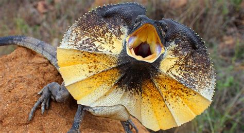 How To Predict The Winner Of A Frilled Neck Lizard Fight National